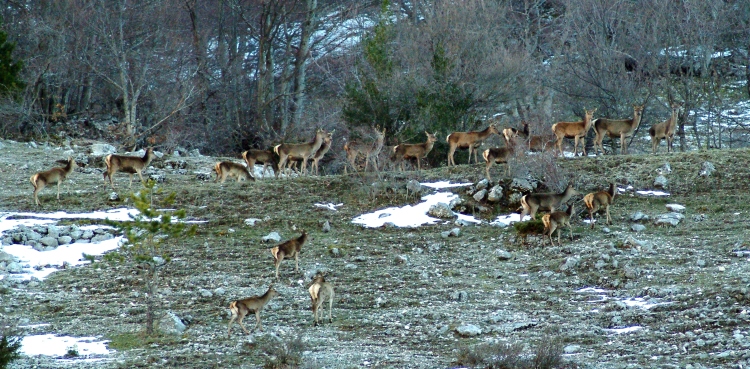 Ancora cervi